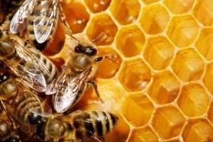 Curso técnico apicultura 01